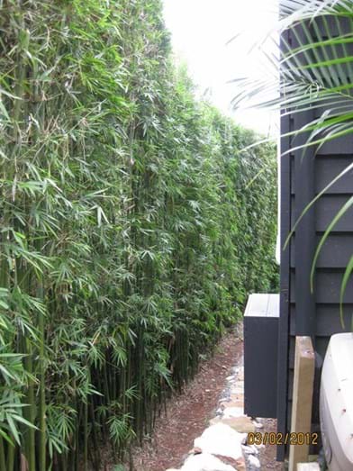 Privacy Screens | Kenchi Lifestyle Gardens | Gold Coast