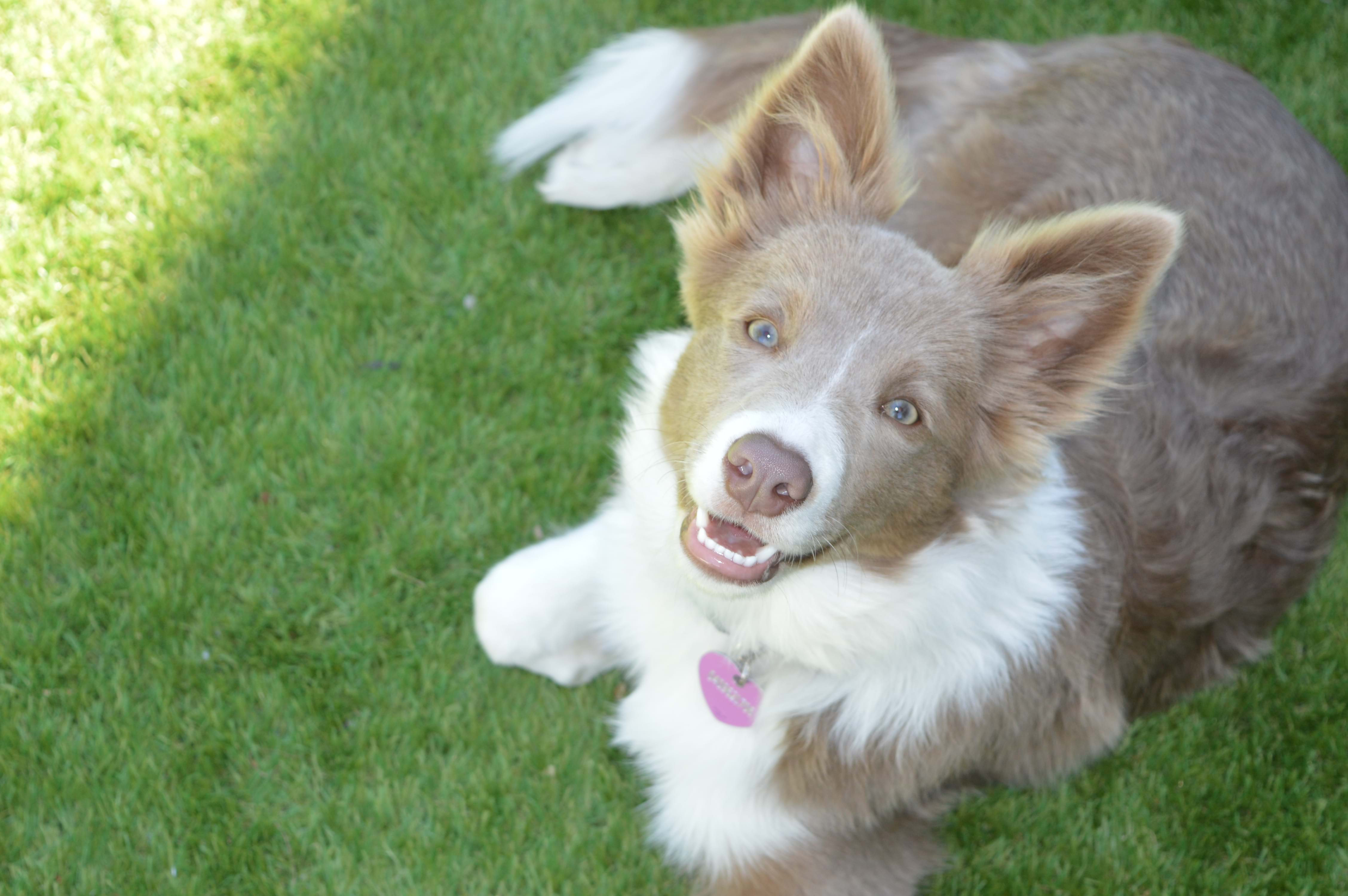 Recent Projects | Kenchi Lifestyle Gardens | Gold Coast